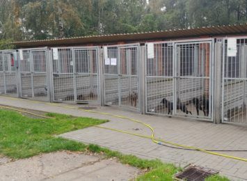 Znacząca pomoc dla zwierzaków w Częstochowie w budżecie oraz od mieszkańców