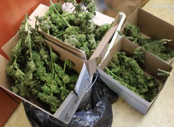 Policjanci z Kłobucka znaleźli 2 kg marihuany