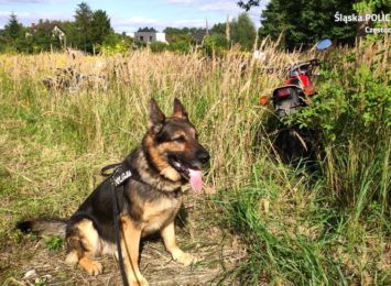 Policyjny pies pomógł odnaleźć skradzione motocykle. Odzyskano 3 z 5 maszyn