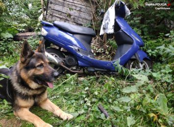 Policyjny pies skuteczny w odszukiwaniu ukradzionych motocykli