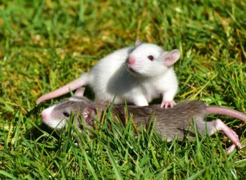 Szczury w blokach przy alei Kościuszki. Mieszkańcy szukają pomocy w walce z plagą gryzoni