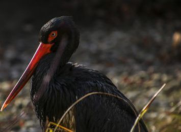 Bociany czarne na naszym terenie i specjalne strefy ochrony ptaków w parkach krajobrazowych