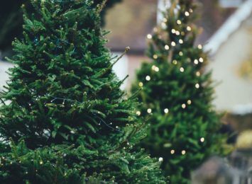 Czy świąteczna choinka może być ekologiczna? Podpowiada Regionalna Dyrekcja Ochrony Środowiska