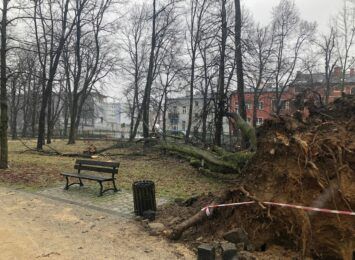 Powalone drzewa w Parku Staszica usunie Wydział Ochrony Środowiska