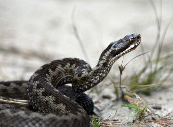 To jedyny jadowity wąż żyjący w Polsce. W maju jest bardzo aktywny