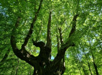 Wybieramy Drzewo Roku 2022. W tej edycji dwa drzewa z województwa śląskiego