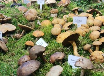 Wystawa grzybów w Częstochowie. Zaprasza Sanepid