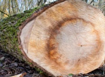 Mieszkańcy Dzielnicy Trzech Wieszczów w Częstochowie słusznie interweniowali w sprawie przycinki drzew