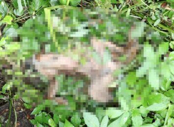Brutalne zabójstwo dwóch psów w Szczekocinach sprzed roku. Policja zakończyła dochodzenie. Jest akt oskarżenia