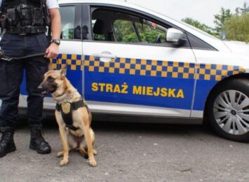 pies z częstochowskiej Straży Miejskiej